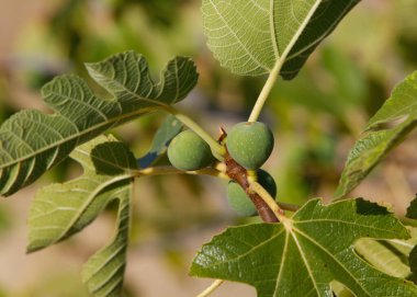 higos on una higuera