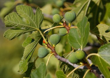 higos on una higuera