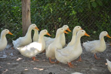 bir sürü beyaz ördek