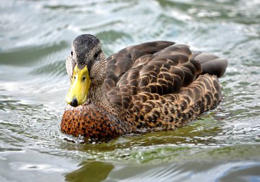 ayrıntı görünümü, küçük kuş ördekler