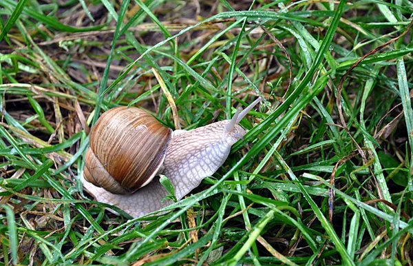 Malý Šnek Zvířat Přírodě — Stock fotografie