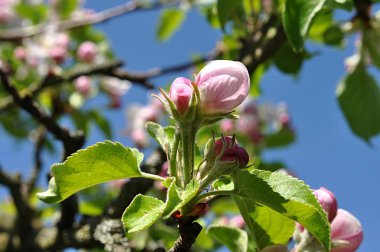 elma ağacı çiçekler yazın