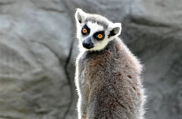 Detailweergave Aap Kleine Lemur — Stockfoto