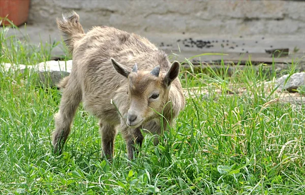 small  animal goat in farm
