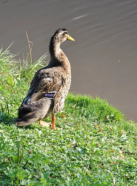 Bird Ducks Pond — Stock Photo, Image