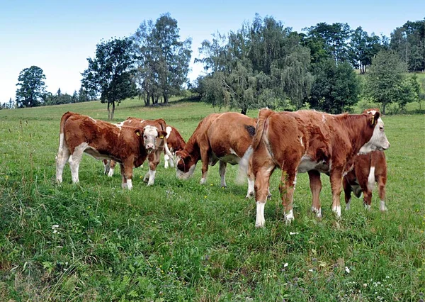 Krávy Pastviny Den Stock Snímky