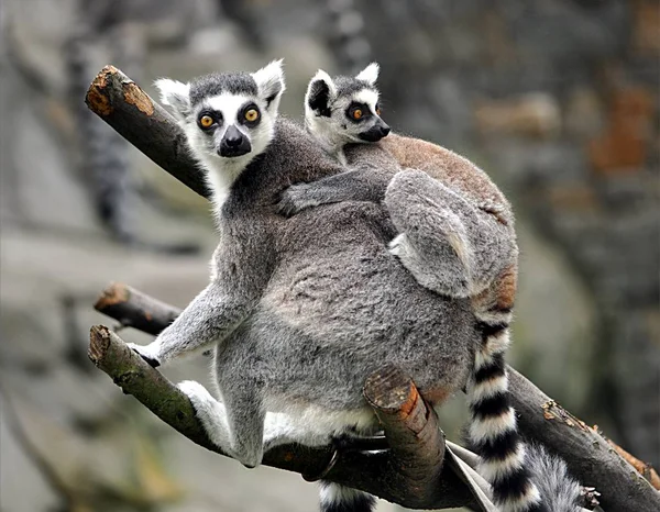 Dettaglio Vista Scimmia Lemure — Foto Stock