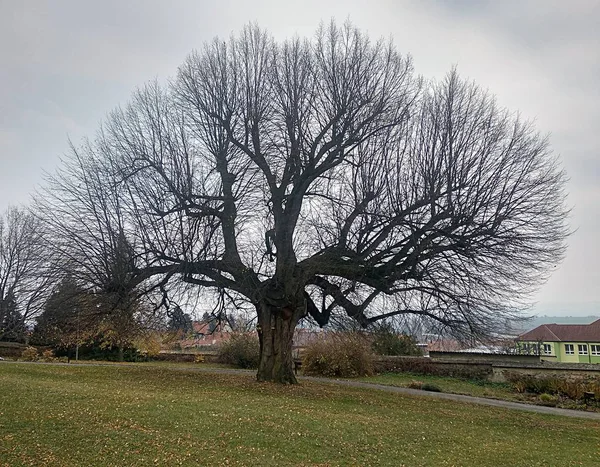 Duże Drzewa Park — Zdjęcie stockowe