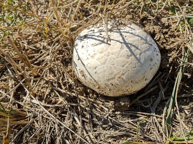 detay görünümü, taze mantar champignon