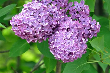 detay görünümü , menekşe leylak