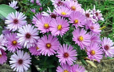 Detaylı manzara, bahçede mor çiçekler