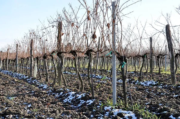 Bauernhof Und Weinberg Frühling lizenzfreie Stockbilder