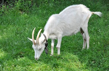 Detaylı görünüm, hayvan küçük çiftlik beyaz keçisi