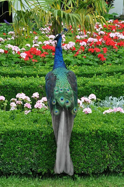 Exotic Bird Colorful Peacock Garden — Stock Photo, Image