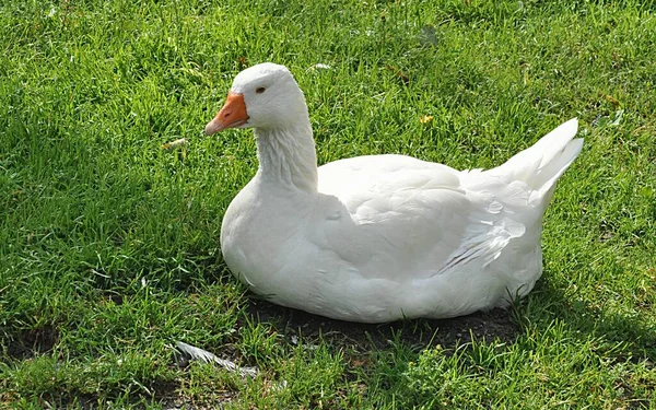 Detalle Vista Animal Pájaro Cisne Blanco Día — Foto de Stock