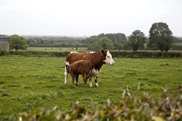 野原に立つ牛と子牛 — ストック写真