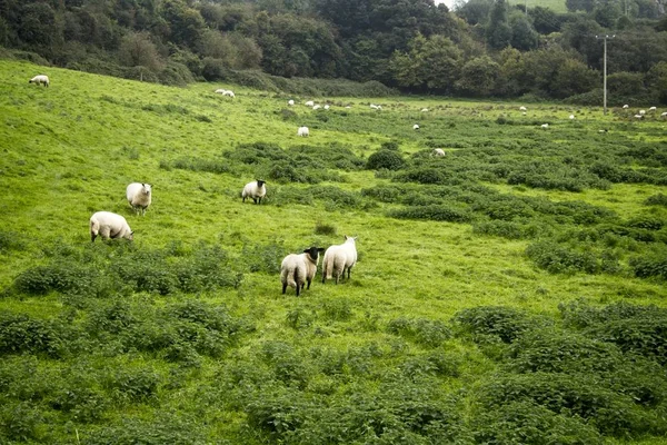 一部の羊は 最後に荒い植生と木々と斜面のフィールドの上に散らばった — ストック写真