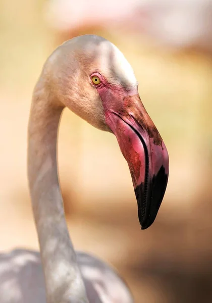 Greater Flamingo Phoenicopterus Roseus Shot 2018 — Stock Photo, Image