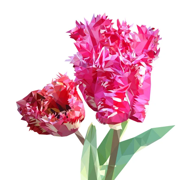 Tulip triangulated. bouquet of flowers, white, red pink curly tulip