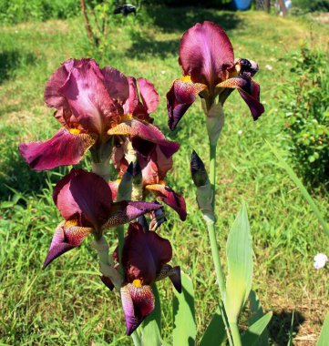 Yaz bahçesinde Menekşe Iris