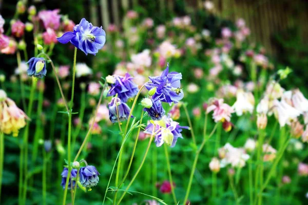 Colorful Columbines Summer — Stock Photo, Image