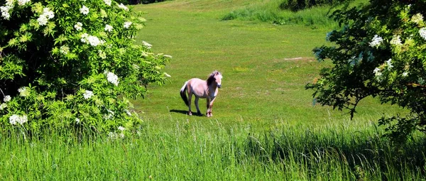 Horse Pasture — Stock Photo, Image