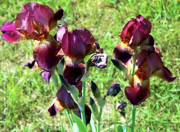 Yaz bahçesinde Menekşe Iris