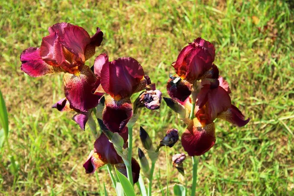 Yaz bahçesinde Menekşe Iris