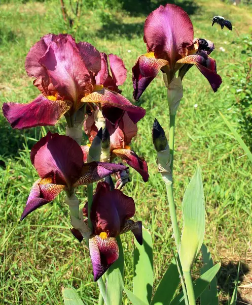 Yaz bahçesinde Menekşe Iris