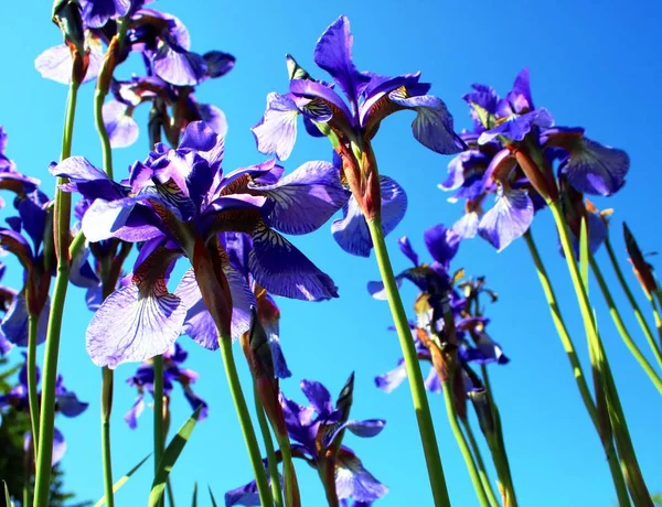 Blue Iris Summer Garden — Stock Photo, Image