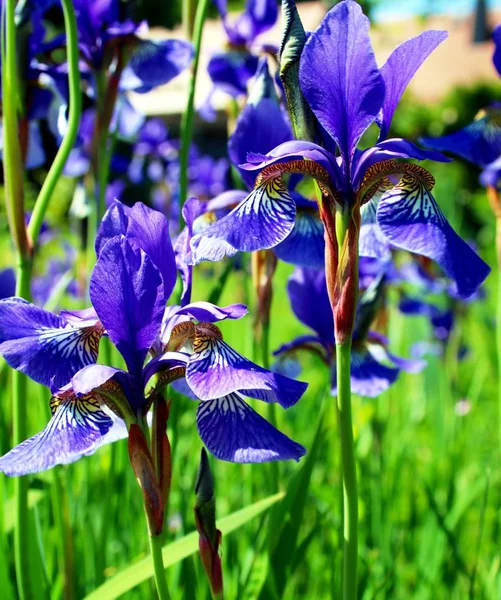 Blue Iris Summer Garden — Stock Photo, Image