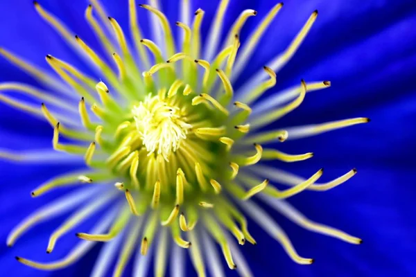 Very Close Blue Clematis — Stock Photo, Image