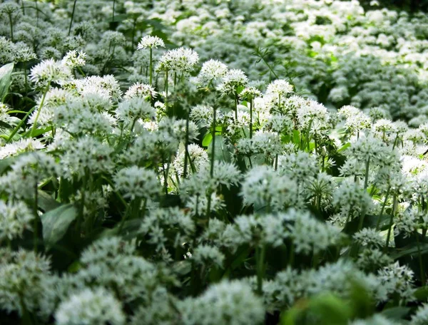 Aglio Selvatico Nella Foresta — Foto Stock