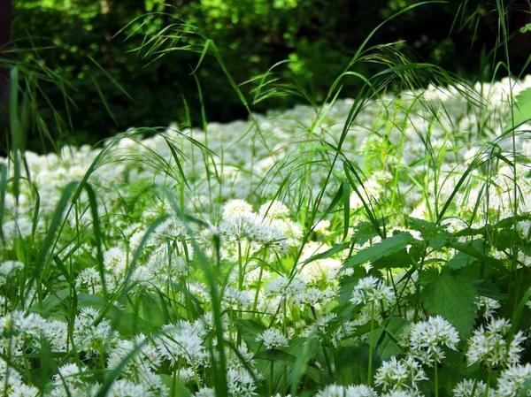 Aglio Selvatico Nella Foresta — Foto Stock