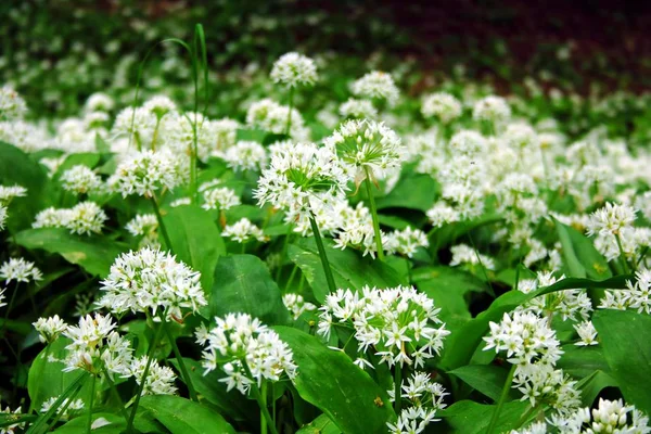 Wilde Knoflook Het Bos — Stockfoto