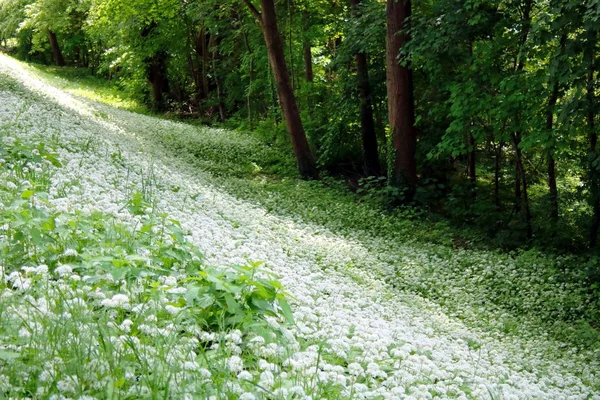 Wilde Knoflook Het Bos — Stockfoto