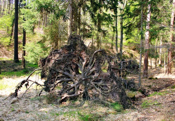 Korzeń Wielkie Drzewo Lesie — Zdjęcie stockowe