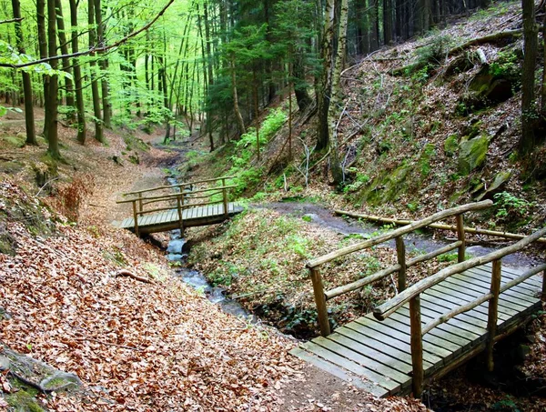 Houten Brug Het Bos — Stockfoto