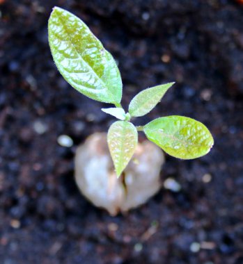 Genç bir avokado bitki