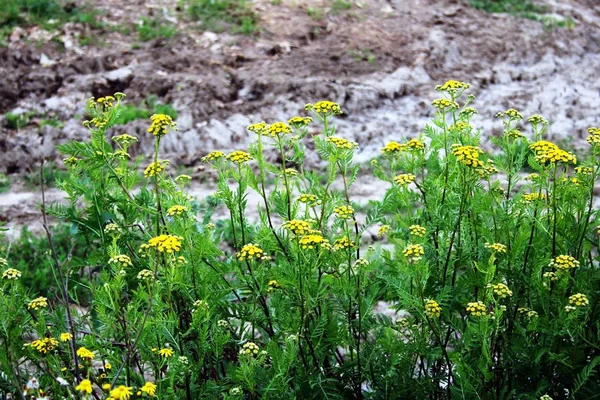 Feldblumen Feldrand — Stockfoto