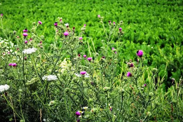 Flores Campo Borda Campo — Fotografia de Stock