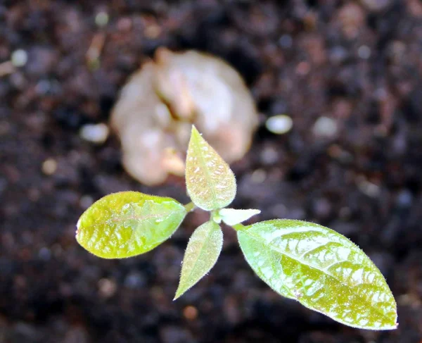 Young Avocado Plant — Stock Photo, Image