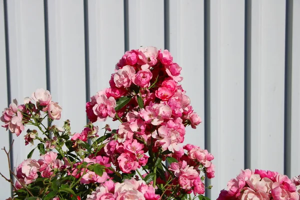 Rosebush Met Roze Bloemen — Stockfoto
