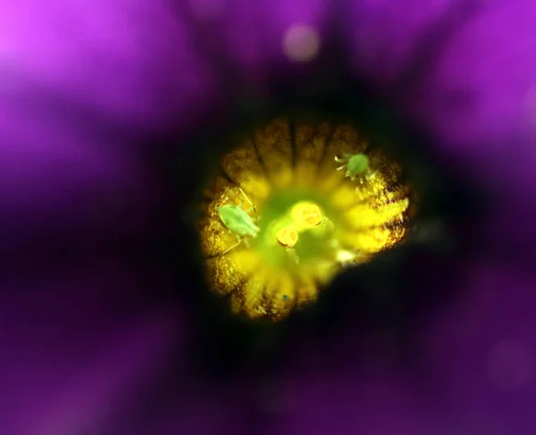 Close Blossom Mini Petunia Aphids — Stock Photo, Image