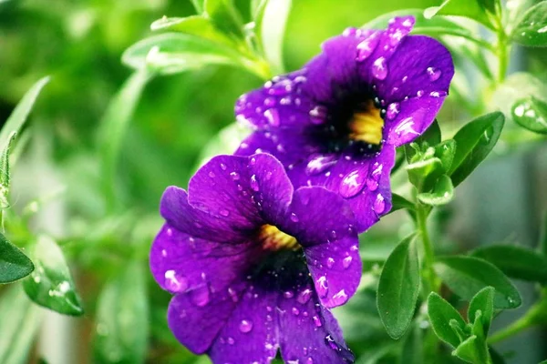 Mini Petúnias Roxas Após Chuva — Fotografia de Stock