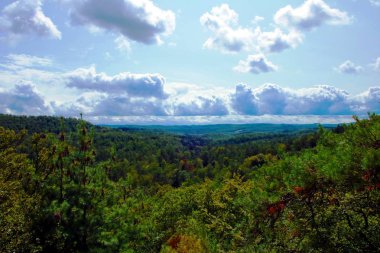 Yaz aylarında orman panorama