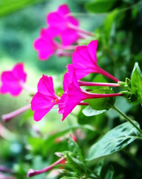 Рожеві Квіти Диво Квітки — стокове фото