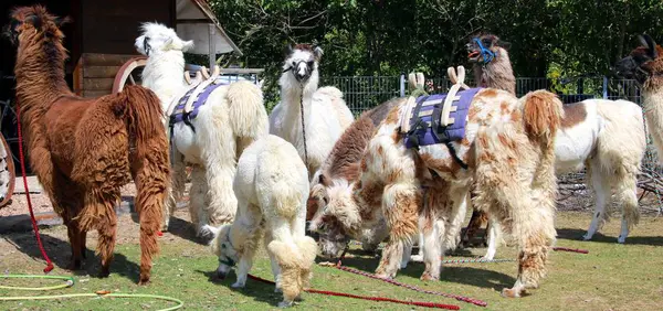 Llamas Dans Troupeau — Photo