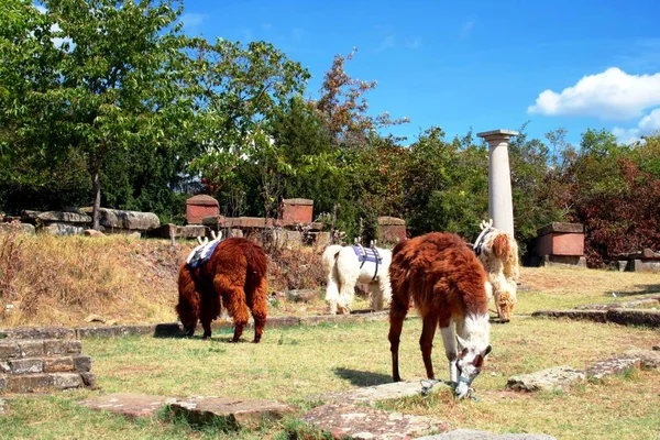 Lamas Der Herde — Stockfoto