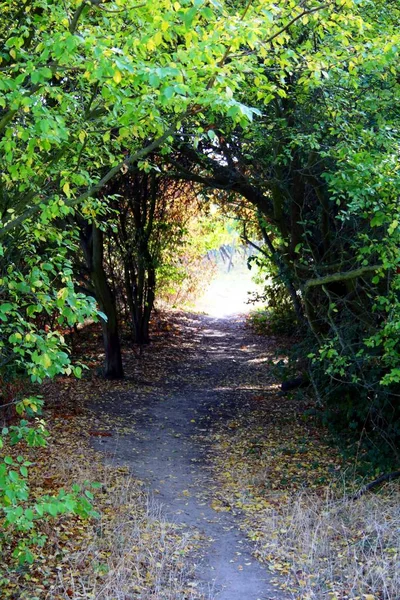Путь Через Туннель Дерева — стоковое фото